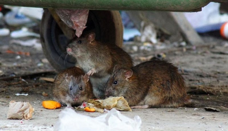 Крысы со строительных площадок столицы атакуют ближайшие дома в поисках еды и укрытия